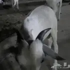 ماعز للبيع سنها رباع مطلعه سديس وتيس جدع