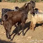 تيس فحل شامي