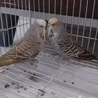 بادجي انجليزي