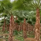 نخل وشنطني زينه جميع المقاسات