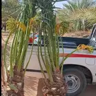 القنفذة بيشه نخل تنومه انخيل الجنوب انخل المثر