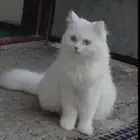 مطلوب قطه يفضل صغيره