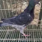 ذكر هومر مستوئ بطل