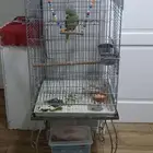 ببغاء درة نيبالي