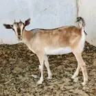 ماعز هجين وعل