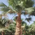 نخل واشنطني زينه أمريكي