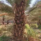 يوجد لدينا نخل عربي قلع وغرس و توريد
