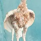 العرض الخامس ديك باكستاني(سندي)