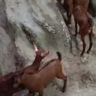 تيوس للبيع دهم