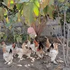 دجاج براهمه 11حبه