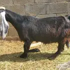 5 معزاء عوارض طيبات بالحيل