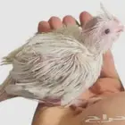 فرخ كروان البينو غر