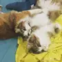 قطط للتبني 