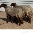 غنم نعيم صنف مقاني