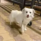 كلب في الرياض للبيع