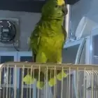 بغبغاء امزوني كبتن كلام
