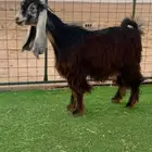 عارضيه خصم
