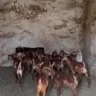 ماعز دهم