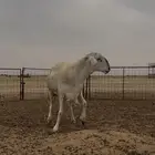 للبيع فحل حري صنف