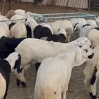 سوكن ابيض شبيه الحري