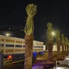 مقاول نخل الرياض الجله المزاحميه تبرك الخرج جده الطائف المدي