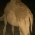 قعود سمين