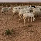 غنم حريات مراح واحد