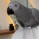 كاسكو للبيع اليف جدا