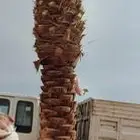 نخل واشجار