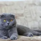 ذكر سكوتش فولد وذكر شيرزاي للتزاوج