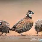 سمان بوب وايت
