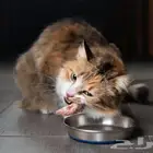 طبيبة بيطرية متنقلة