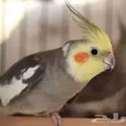 ادور طير كروان الليف لتبني