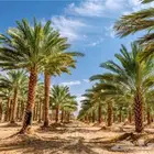 صرام النخل قص التمور توريد وزراعه