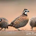 سمان بوب وايت