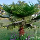 بذور نخل واشطوني للبيع