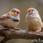 طيور زيبرا