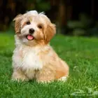 اريد كلب انثى مثلها عمر 3 شهور