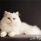قط شيرازي تبني للتبني