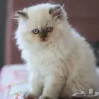 قطط هملايا