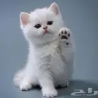 للتبني برسوم