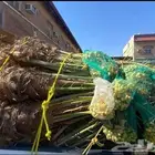 السلام عليكم ورحمه الله يوجد لدينا نخل طيب متواجد في مكه
