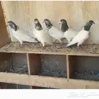 حمام باكستاني