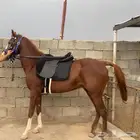 حصان شعبي العمر 8 سنوات العسف معسوف اللقاح (فحل)