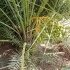 نخل متوفر فسايل مثمره