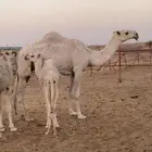 خلفه بكر تحتها بكره الفديو واتس