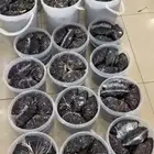 تمور حائل. الفاخره