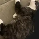 للتبني كتن صغيره