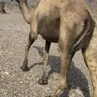 ناقه صفر لقحه طيبه للبيع