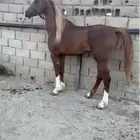 حصان شعبي